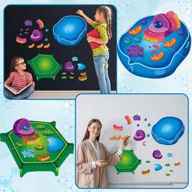 Lonfliness classroom decor biology-themed decor supports engaging science spaces.