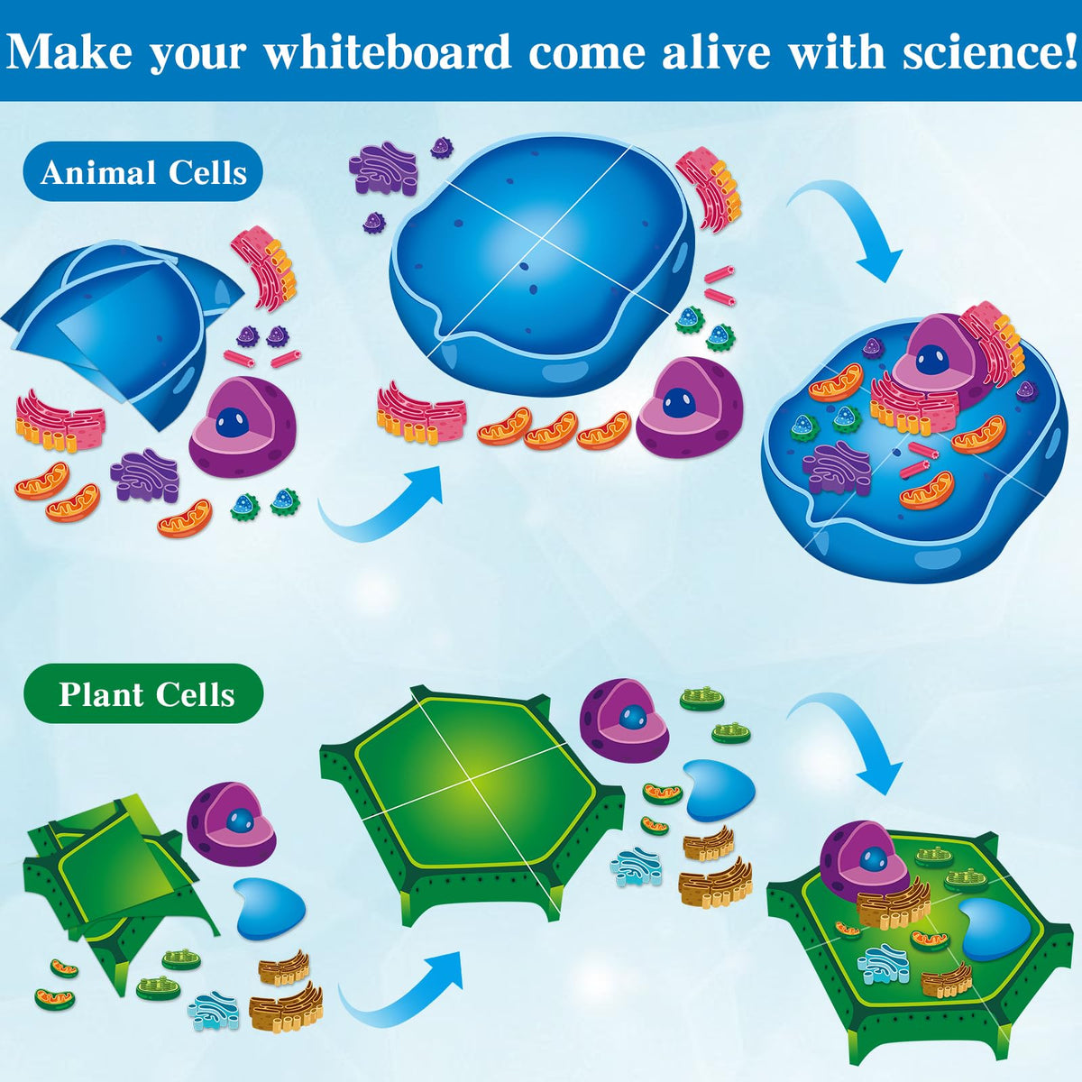 Lonfliness detailed mitosis models vivid colors aid visual learning.
