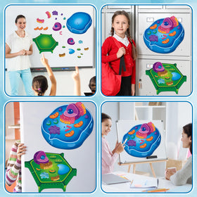 Lonfliness educational kit pieces durable magnets for long-term classroom use.