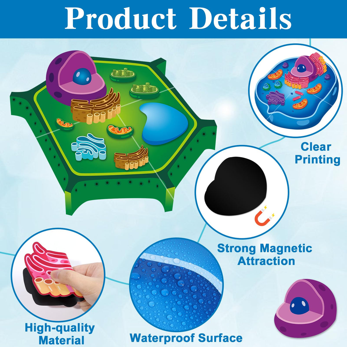 Lonfliness plant cell magnets vibrant parts help visualize plant anatomy.