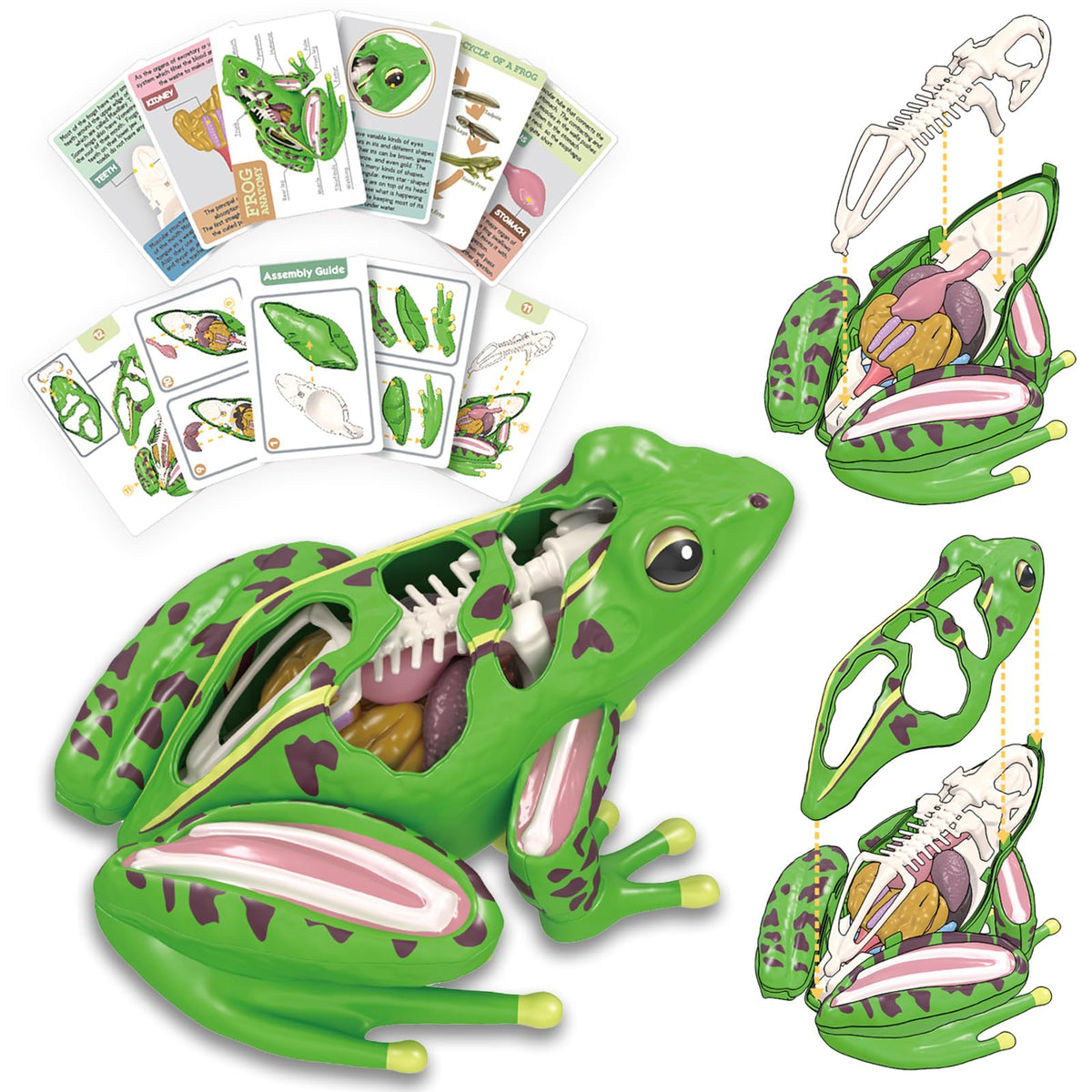 Lucky Guess 4D Vision Frog Model assembled view for interactive anatomy exploration.