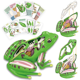 Lucky Guess 4D Vision Frog Model assembled view for interactive anatomy exploration.
