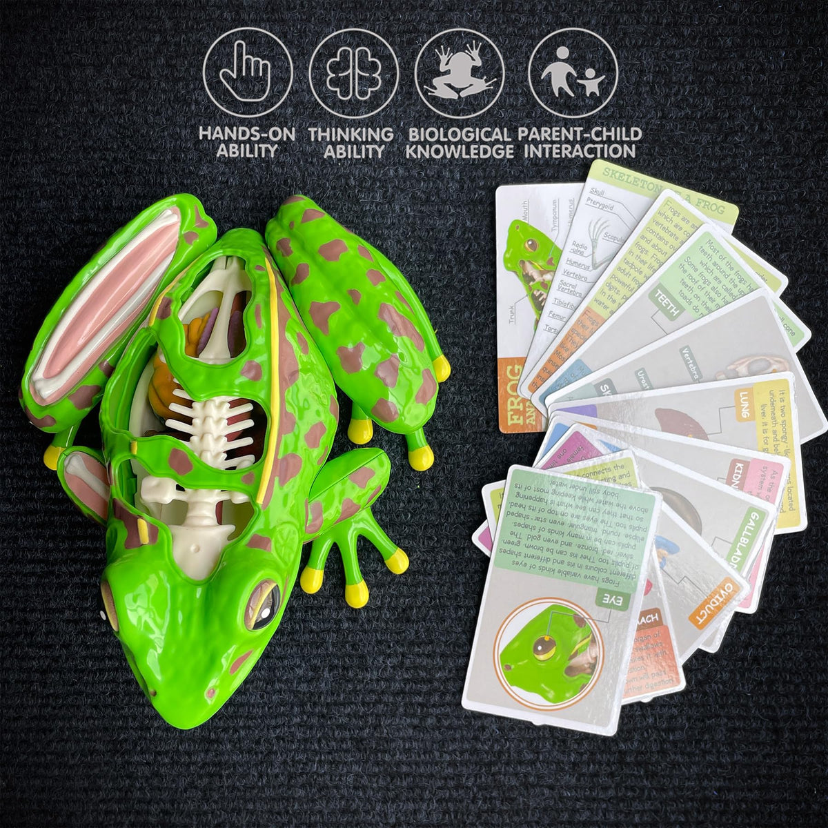 Lucky Guess 4D Vision Frog Model classroom-friendly teaching aid for STEM exploration.