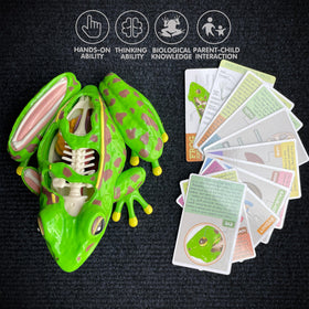 Lucky Guess 4D Vision Frog Model classroom-friendly teaching aid for STEM exploration.