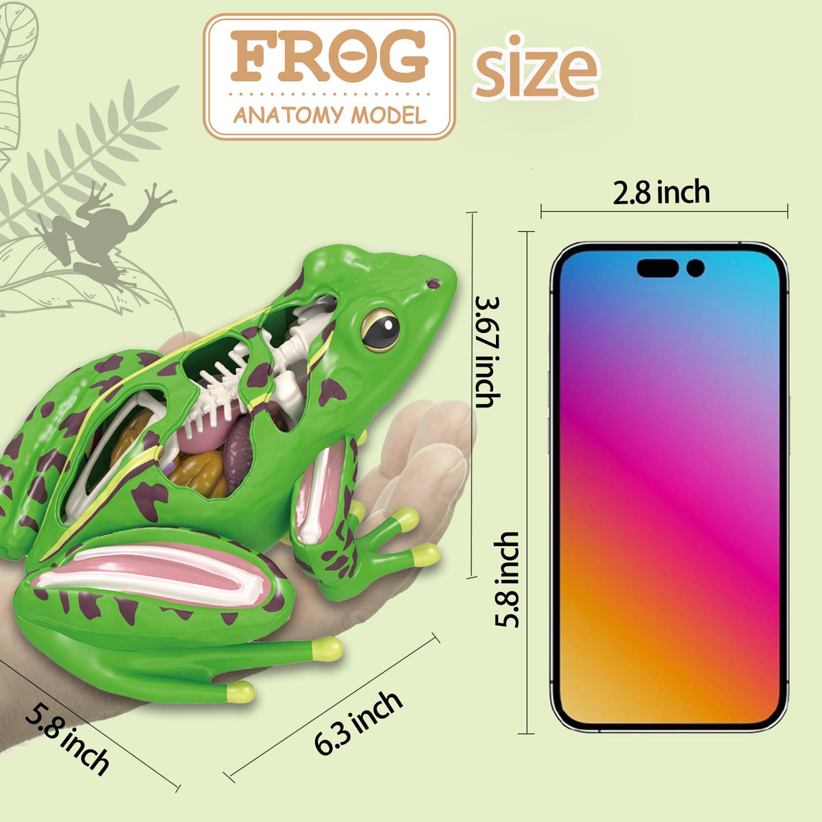 Lucky Guess 4D Vision Frog Model detachable organs reveals internal structures step by step.