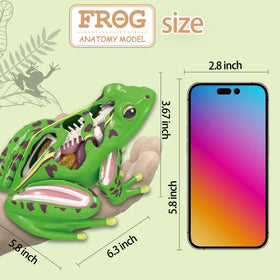 Lucky Guess 4D Vision Frog Model detachable organs reveals internal structures step by step.