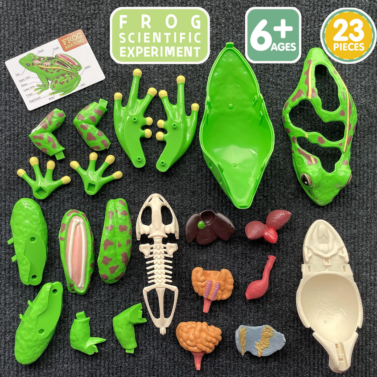 Lucky Guess 4D Vision Frog Model durable materials withstand repeated handling during study.