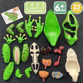 Lucky Guess 4D Vision Frog Model durable materials withstand repeated handling during study.