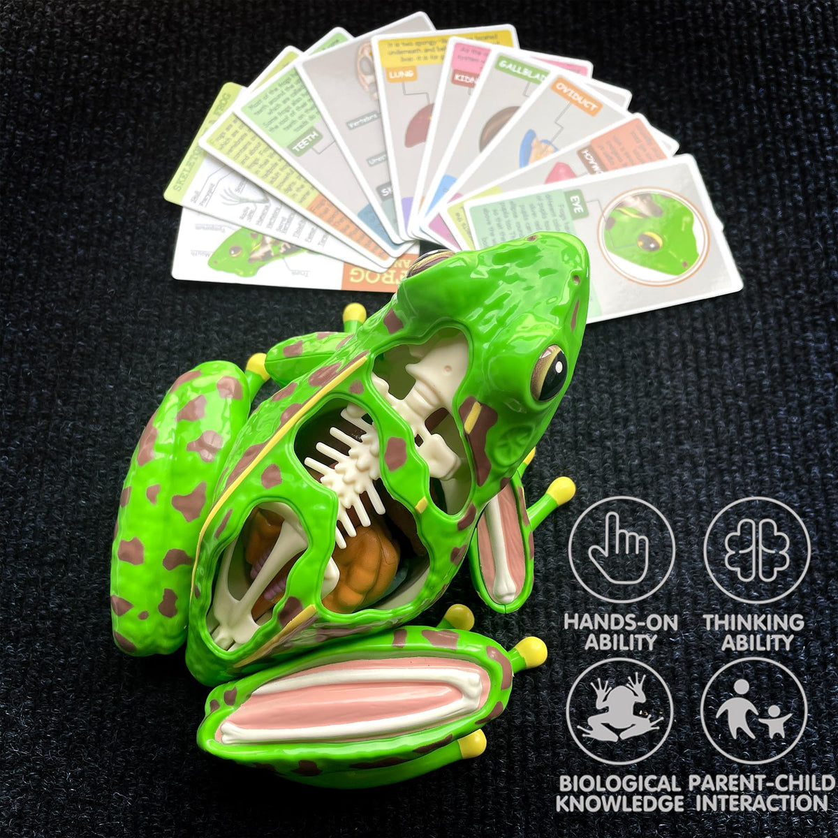 Lucky Guess 4D Vision Frog Model supports knowledge flash cards for quick review.