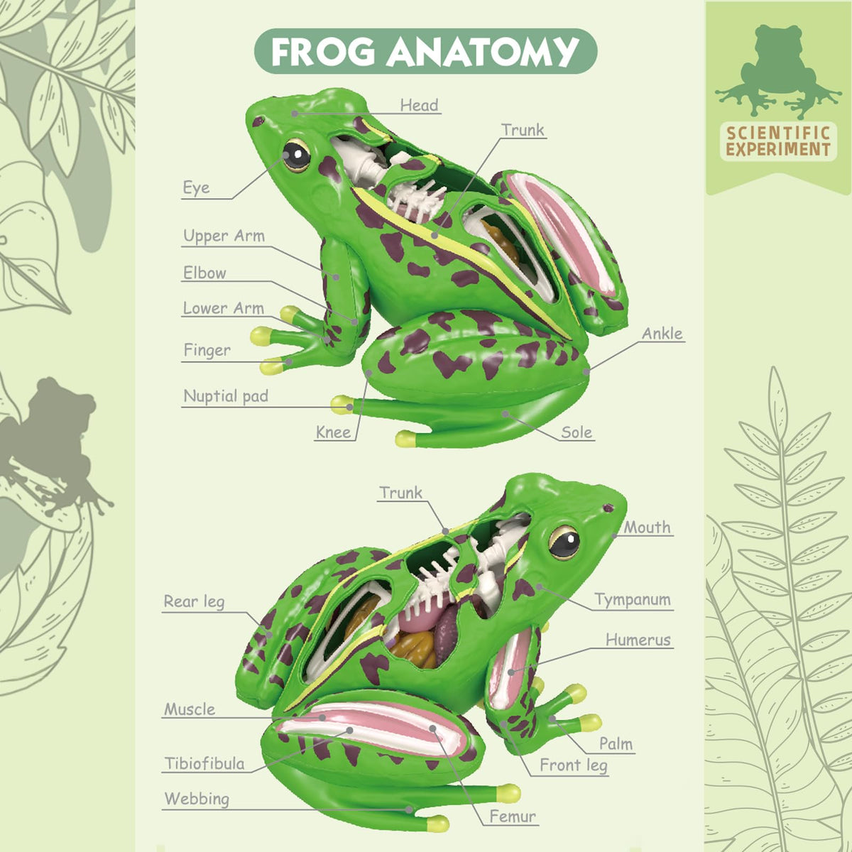Lucky Guess 4D Vision Frog Model puzzle assembly demonstrates frog anatomy in action.