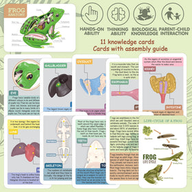 Lucky Guess 4D Vision Frog Model skeletal and muscular system details aid visual learning.