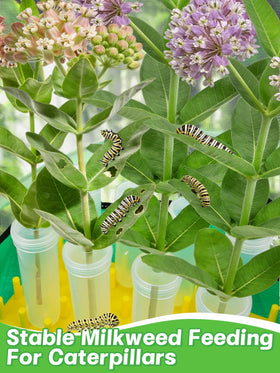MADHOLLY messproof mat simplifies cleanup after caterpillar viewing.