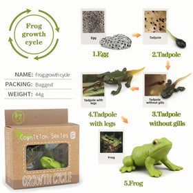 Mbrain frog figurines for interactive life cycle play and imagination