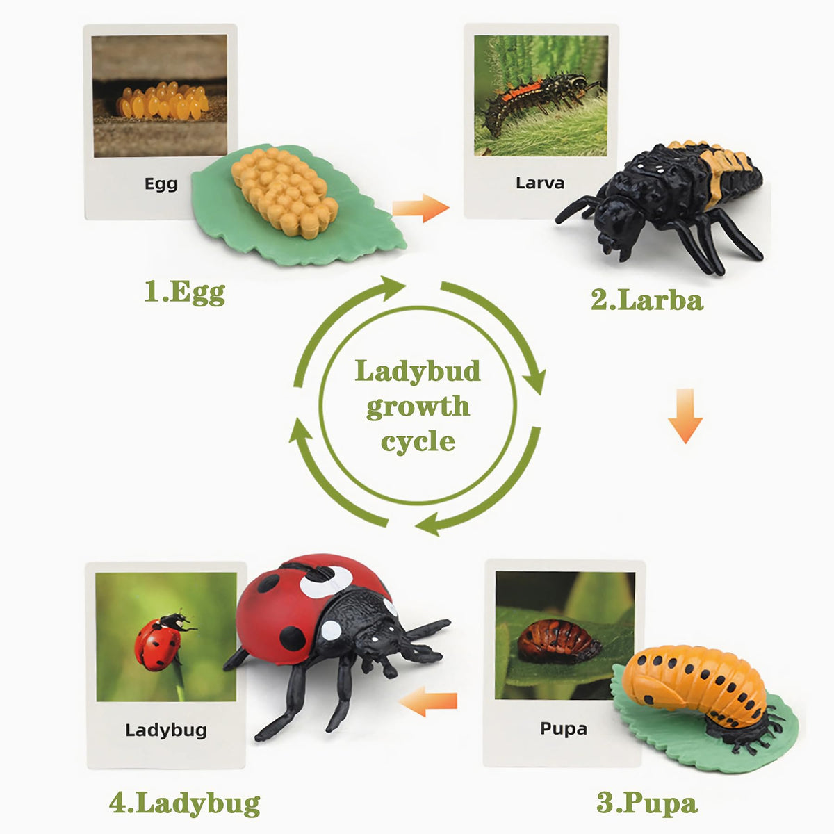 Mbrain ladybug figurines support early science discussions and pattern recognition