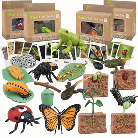 Mbrain life cycle matching cards for hands-on learning and storytelling prompts