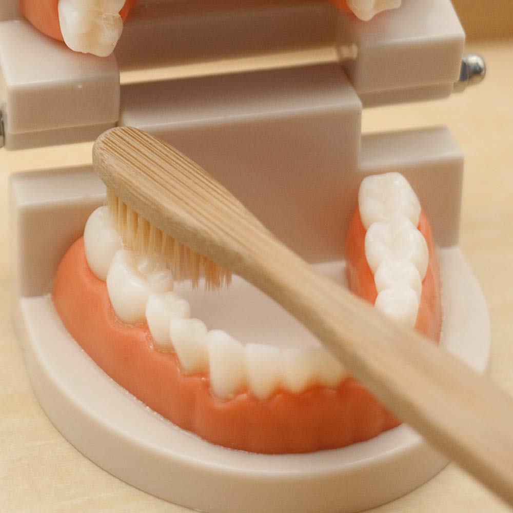 MEROCO brushing demo setup for independent child learning
