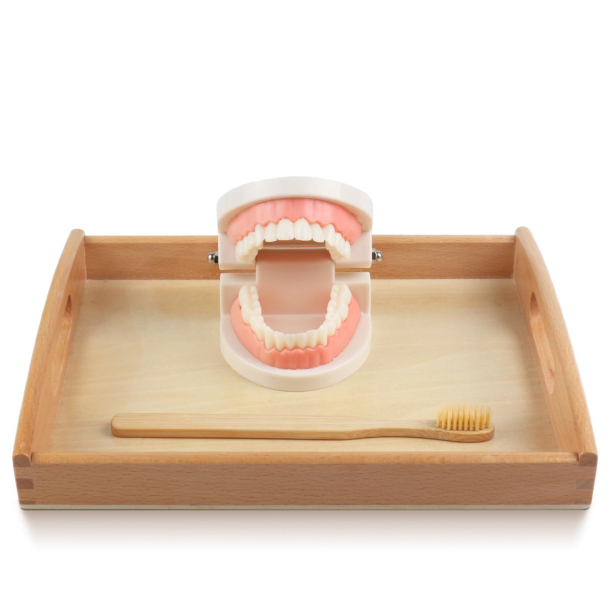 MEROCO dental cognitive cards with teeth images for learning