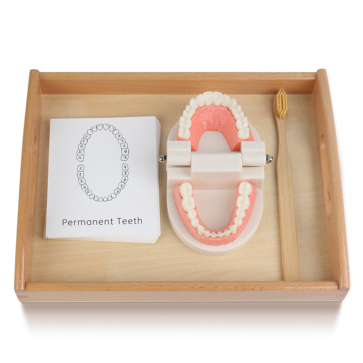 MEROCO Montessori toothbrush model guiding kids through brushing practice