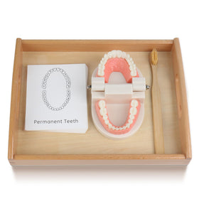 MEROCO Montessori toothbrush model guiding kids through brushing practice