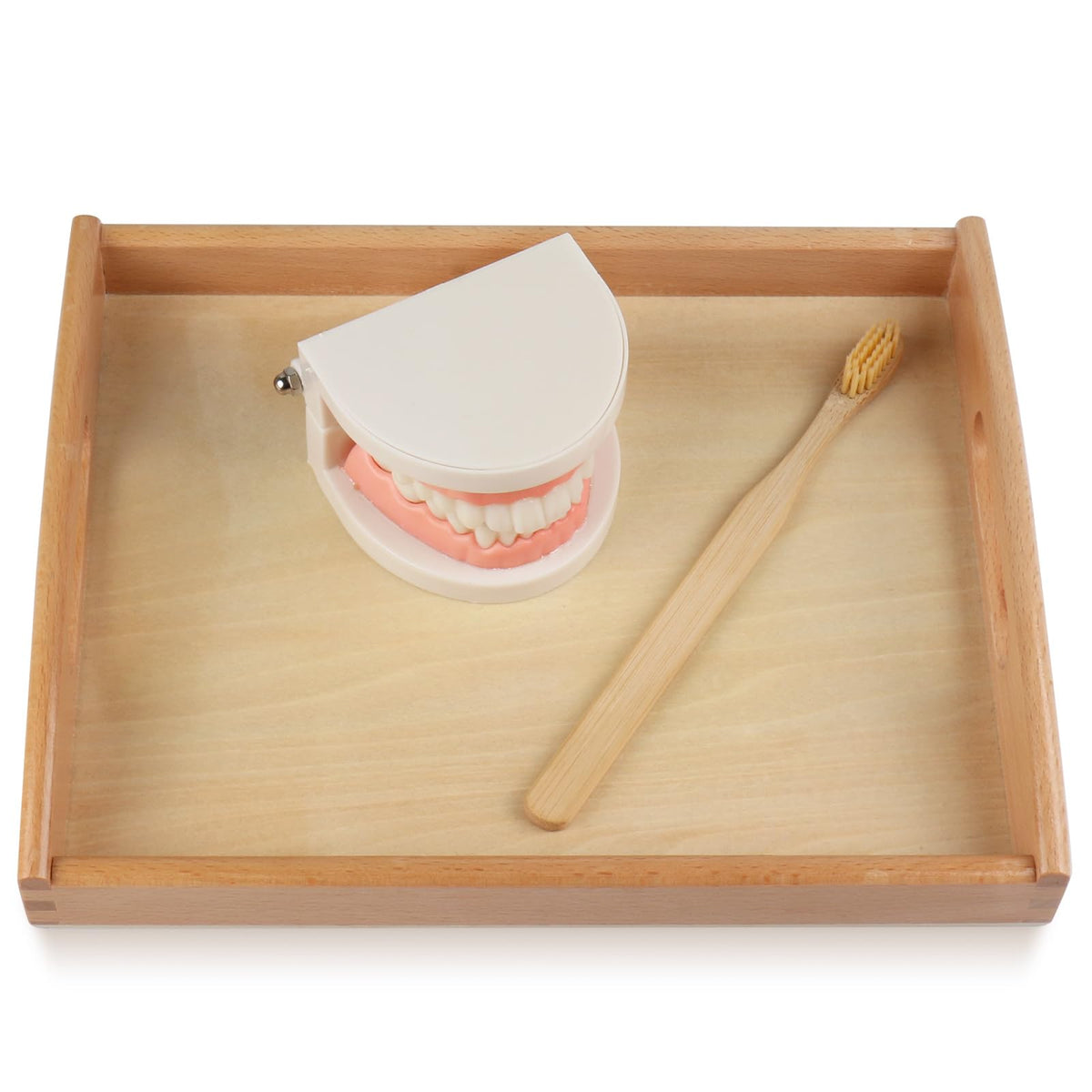 MEROCO teeth model shown with instructional cards for learning