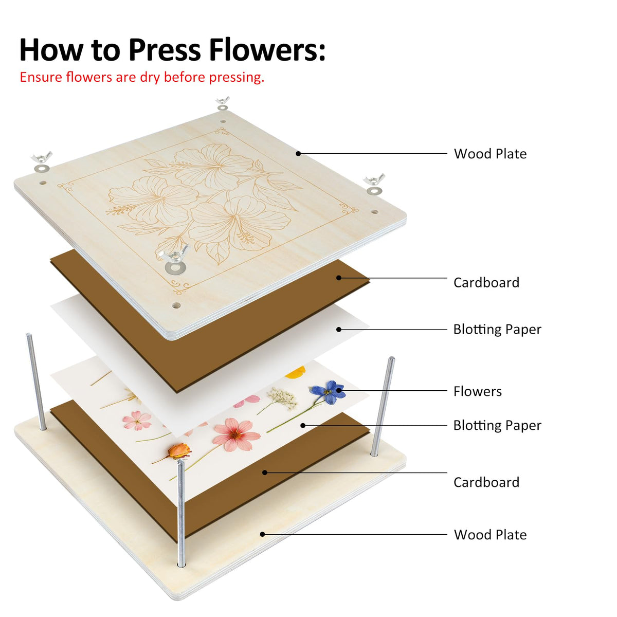 MeRGBWLife large blooms pressed on the 11x11 surface for full petal preservation