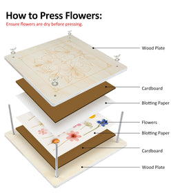 MeRGBWLife large blooms pressed on the 11x11 surface for full petal preservation