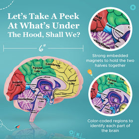 Merhoff & Larkin brain model with answer sheet for guided anatomy activities