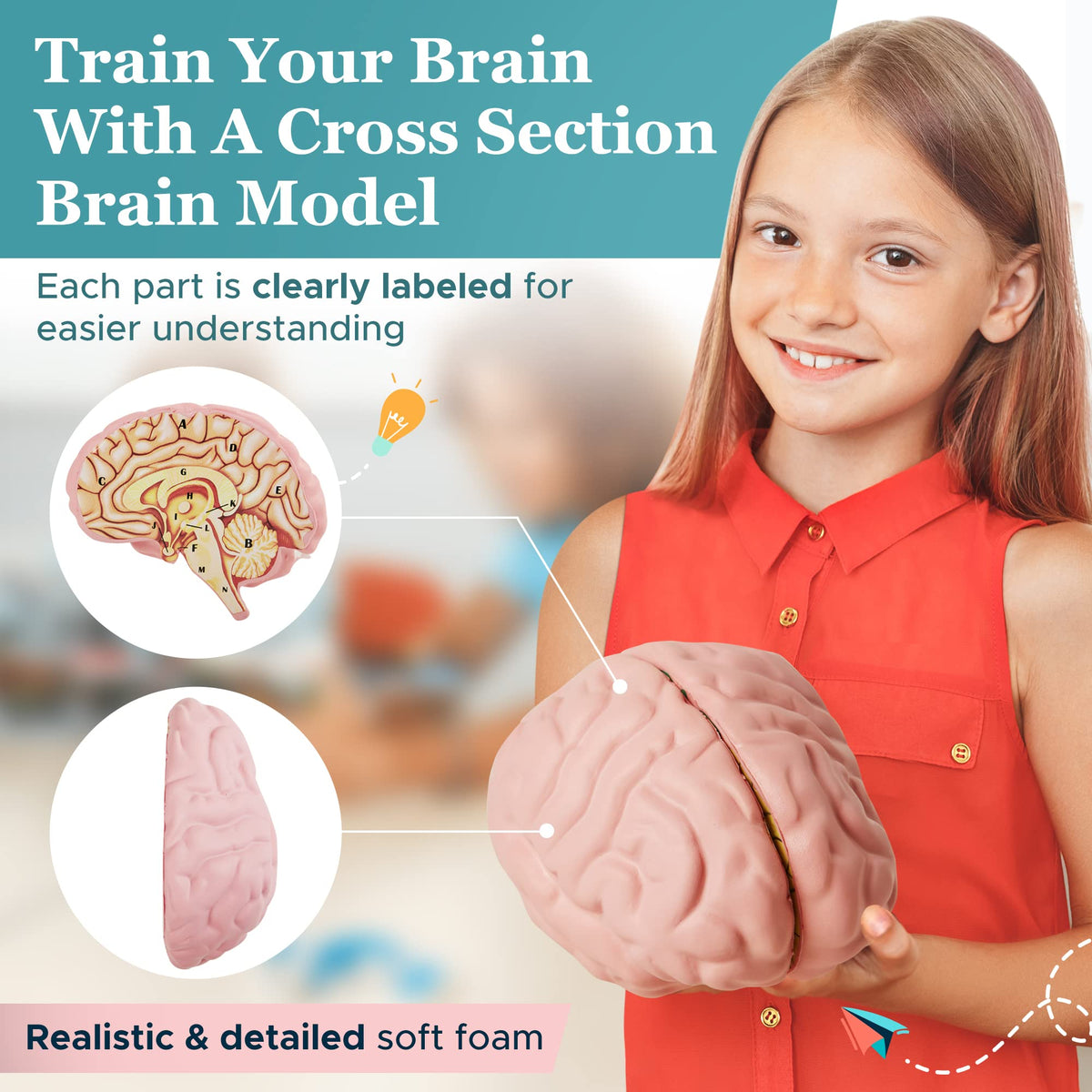 Merhoff & Larkin brain model with digital worksheet supporting interactive learning