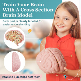 Merhoff & Larkin brain model with digital worksheet supporting interactive learning