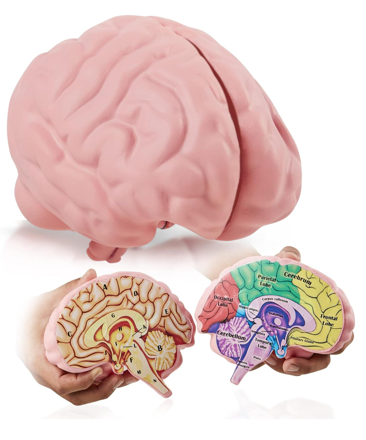 Merhoff & Larkin cross-section foam brain model on free stand for classroom demonstrations