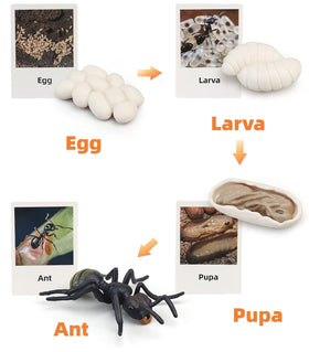 MIKNEKE life cycle ant toy supports storytelling and early cognition.