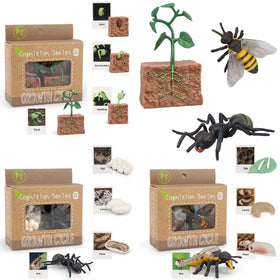 MIKNEKE life cycle plant toy shows growth stages for curious toddlers.