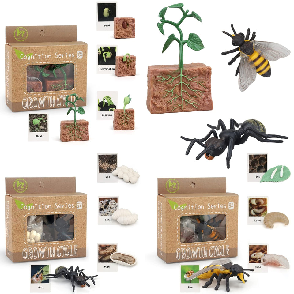 MIKNEKE life cycle plant toy shows growth stages for curious toddlers.