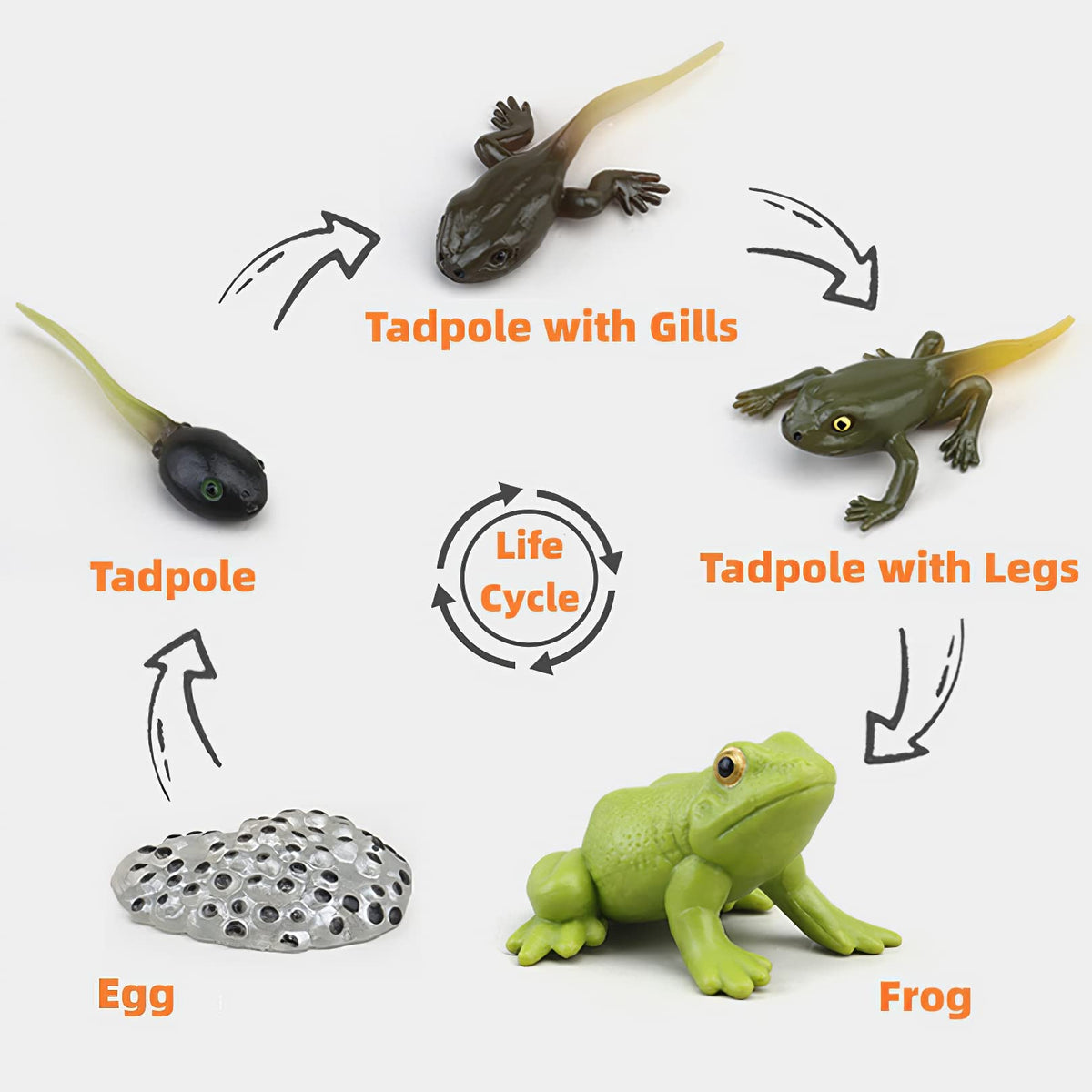 MIKNEKE life-cycle frog figure enables stage-by-stage learning through playful exploration.
