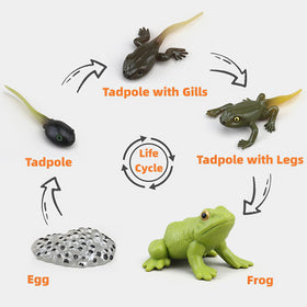 MIKNEKE life-cycle frog figure enables stage-by-stage learning through playful exploration.