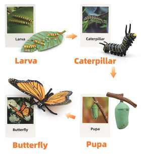 MIKNEKE life-cycle ladybug figure helps kids recognize growth stages during activities.