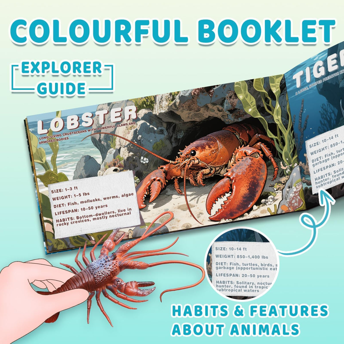 MOEAWS coral pieces and booklet support ocean learning during play.