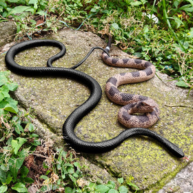 MUCOOS fake snake close-up shows lifelike scale textures.