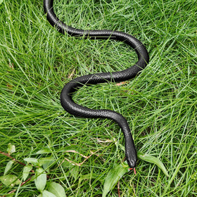 MUCOOS snake on a branch for Halloween decoration and fun.