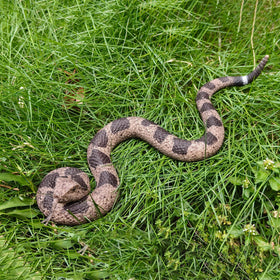 MUCOOS two-snake prank set for versatile mischief at home.