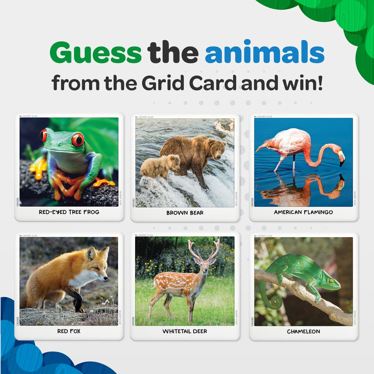 National Geographic Secret Clue Animals: vibrant photos spark curiosity during family game night.