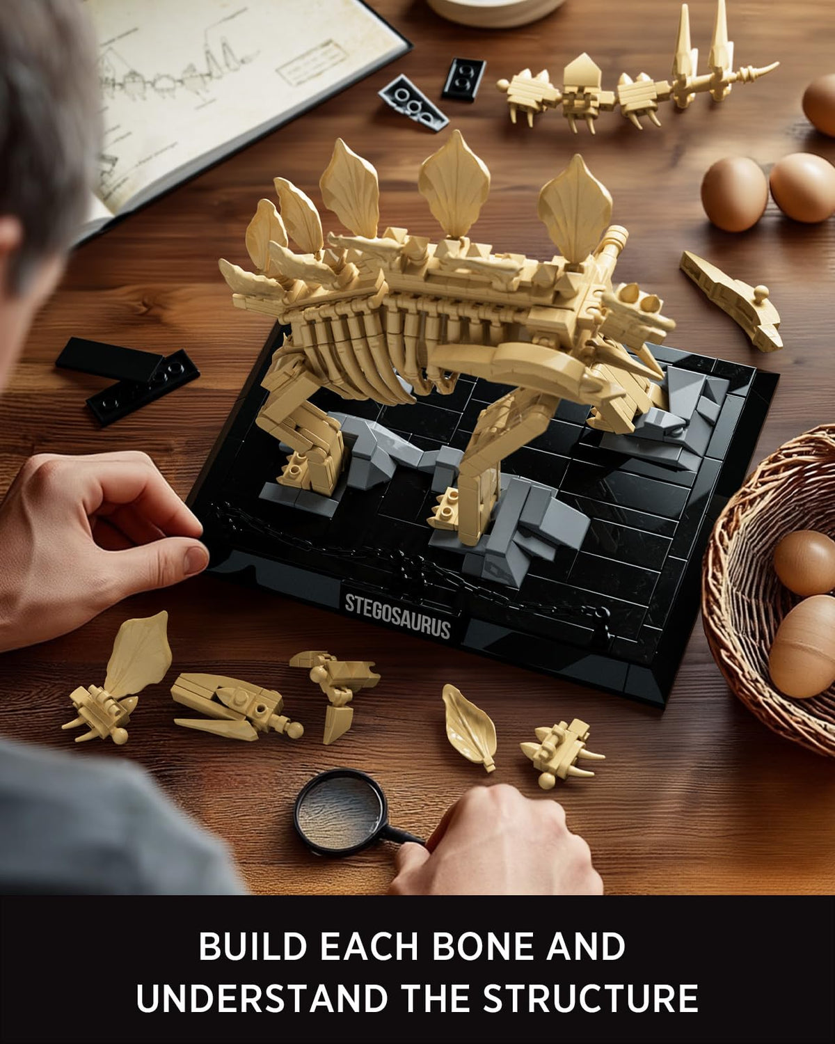 Nifeliz fossil model includes chain barrier and static diorama, enhancing museum-like presentation at home.