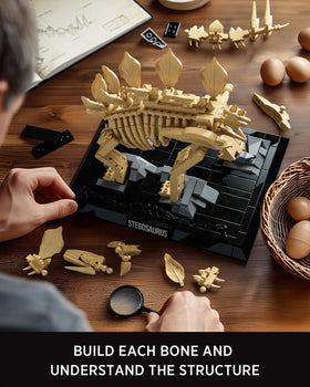 Nifeliz fossil model includes chain barrier and static diorama, enhancing museum-like presentation at home.