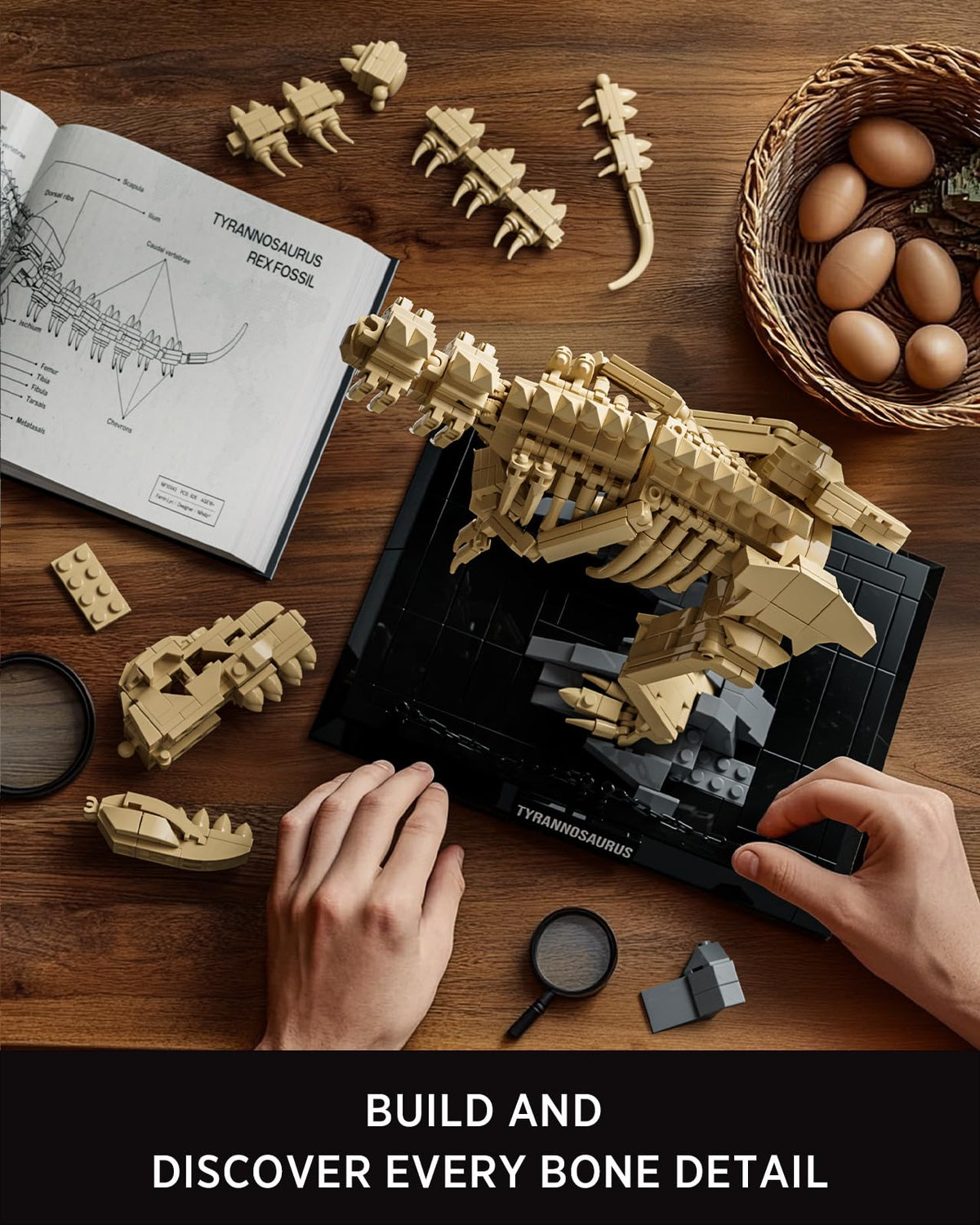 Nifeliz T. Rex fossil model serves as a collectible display piece.