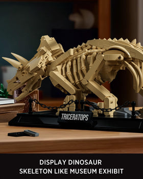 Nifeliz Triceratops skeleton collection display with cohesive setup