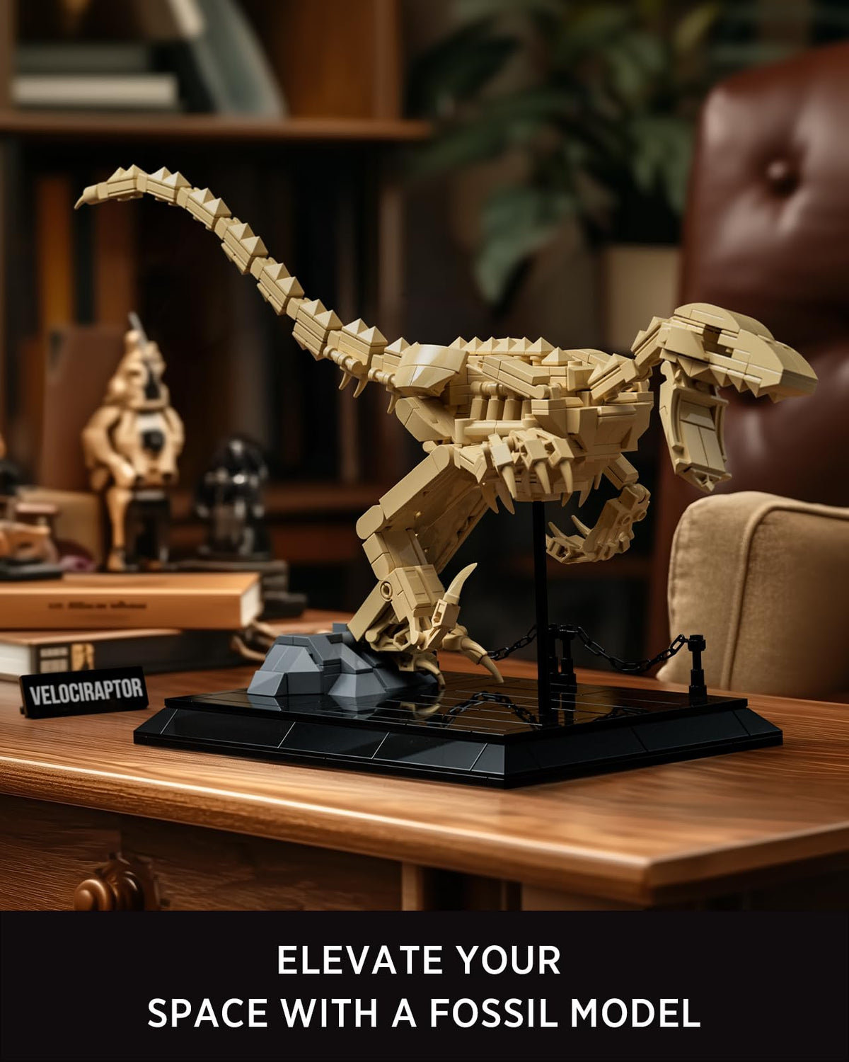 Nifeliz Velociraptor fossil model in dynamic pose ready for display