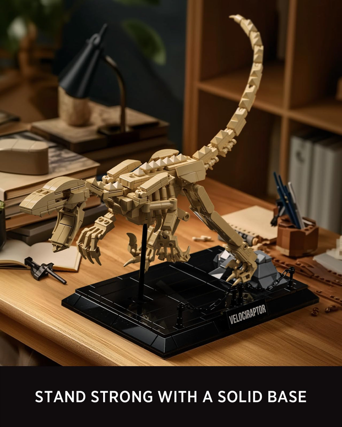 Nifeliz Velociraptor fossil model provides a museum-like display at home or office