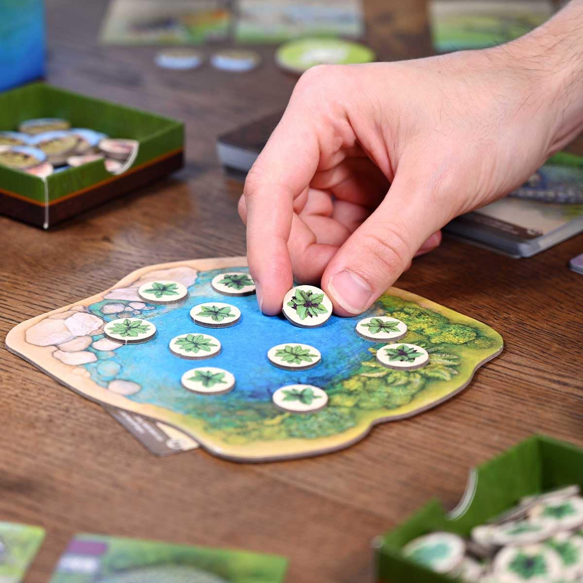 North Star Games Nature Board Game ecosystem play in action for strategic competition.