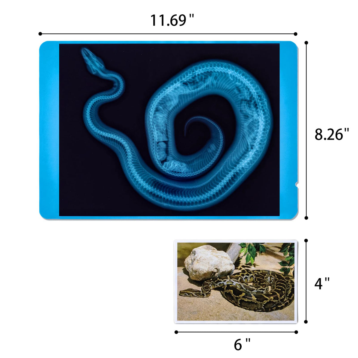 Odoorgames bone-structure view to compare species side by side