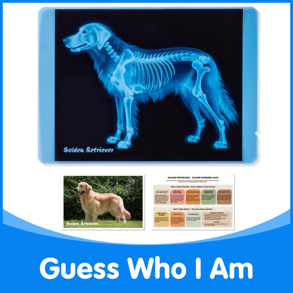Odoorgames animal-card cat supports imaginative vet play with quick reference cues
